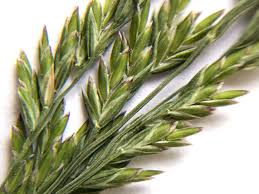 Attēlu rezultāti vaicājumam “Poa compressa leaf”