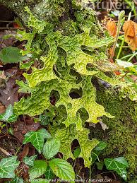 Attēlu rezultāti vaicājumam “Lobaria pulmonaria”