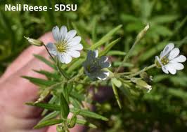 Attēlu rezultāti vaicājumam “Cerastium arvense flower”