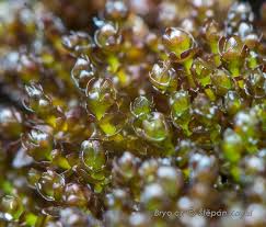 Attēlu rezultāti vaicājumam “Gymnostomum calcareum macro”