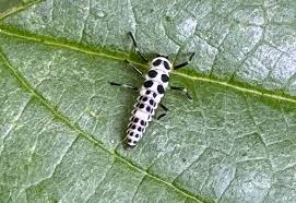 Attēlu rezultāti vaicājumam “Calvia decemguttata larva”