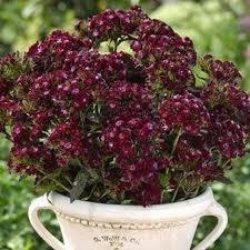 Image result for Dianthus barbatus