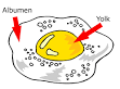 Albumen - Definition - Mr Breakfast