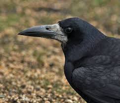 Attēlu rezultāti vaicājumam “Corvus frugilegus”