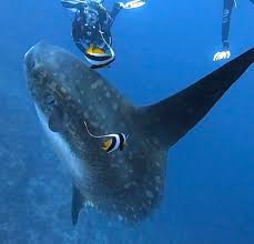 Image result for Mola mola