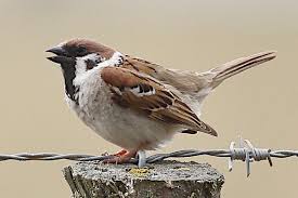 Attēlu rezultāti vaicājumam “Passer montanus adult”