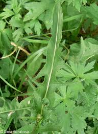 Attēlu rezultāti vaicājumam “Crepis biennis leaf”
