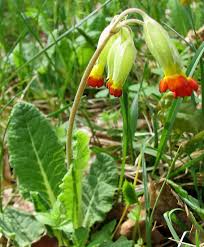 Attēlu rezultāti vaicājumam “xComagaria rosea  flower”
