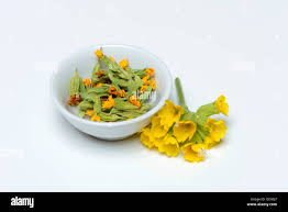 Attēlu rezultāti vaicājumam “Primula veris fruit”