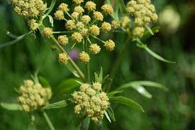 Attēlu rezultāti vaicājumam “Levisticum officinale flower”
