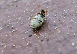 Attēlu rezultāti vaicājumam “Thecabius affinis imago”