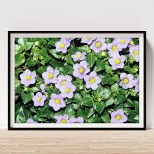 Image result for Exacum affine