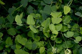 Attēlu rezultāti vaicājumam “Vicia pisiformis”