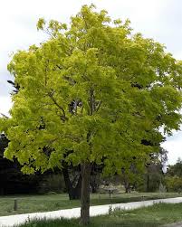 Attēlu rezultāti vaicājumam “Robinia”