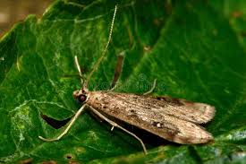 Attēlu rezultāti vaicājumam “Parapoynx stratiotata”