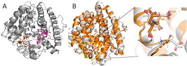 Attēlu rezultāti vaicājumam “Nardia scalaris cells”