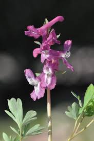 Attēlu rezultāti vaicājumam “Corydalis cava”