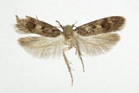 Attēlu rezultāti vaicājumam “Gelechia scotinella”