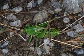 Attēlu rezultāti vaicājumam “Decticus verrucivorus”