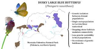 Attēlu rezultāti vaicājumam “Maculinea teleius underside”