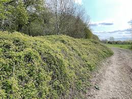 Attēlu rezultāti vaicājumam “Rubus caesius”