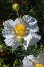Image result for Romneya coulteri