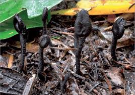 Attēlu rezultāti vaicājumam “Geoglossum sp.”