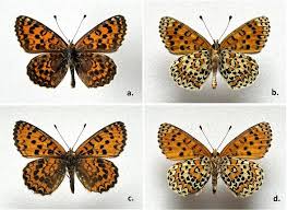 Attēlu rezultāti vaicājumam “Melitaea didyma male”