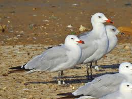 Image result for Larus audouinii