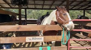 Image result for Greenways Riding Stable Lower Eashing