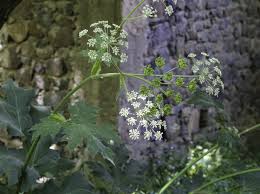 Image result for Heracleum sphondylium