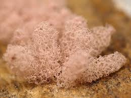 Attēlu rezultāti vaicājumam “Arcyria incarnata”