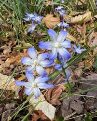 Attēlu rezultāti vaicājumam “Scilla luciliae”