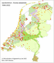 Attēlu rezultāti vaicājumam “Sciota adelphella”