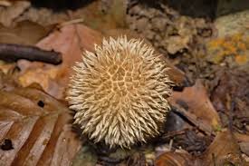 Attēlu rezultāti vaicājumam “Lycoperdon echinatum”