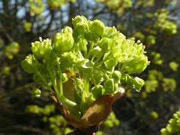 Attēlu rezultāti vaicājumam “Acer platanoides flower”