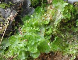 Attēlu rezultāti vaicājumam “Blasia pusilla sporophyte”