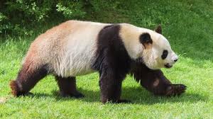 Image result for pandas