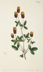 Attēlu rezultāti vaicājumam “Trifolium spadiceum flower”