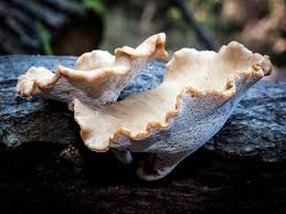 Attēlu rezultāti vaicājumam “Polyporus melanopus”