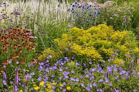 Attēlu rezultāti vaicājumam “Solidago virgaurea flower”