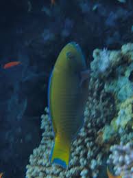 Image result for Chlorurus gibbus