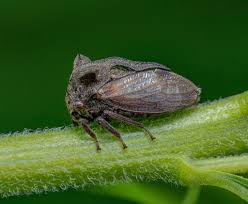 Attēlu rezultāti vaicājumam “Centrotus cornutus”