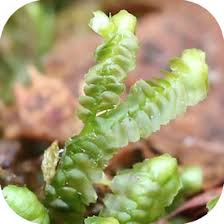 Attēlu rezultāti vaicājumam “Bazzania trilobata”