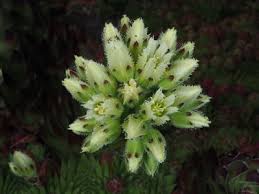 Attēlu rezultāti vaicājumam “Jovibarba globifera flower”