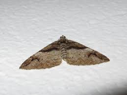 Attēlu rezultāti vaicājumam “Pareulype berberata”