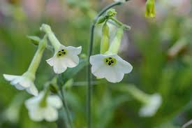 Attēlu rezultāti vaicājumam “Nicotiana tabacum flower”