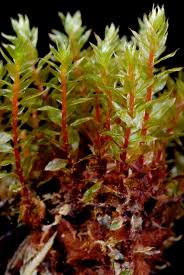 Attēlu rezultāti vaicājumam “Bryum pallescens”