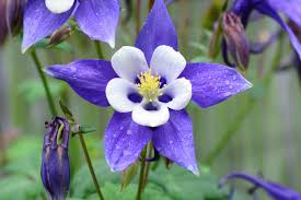 Image result for Aquilegia caerulea