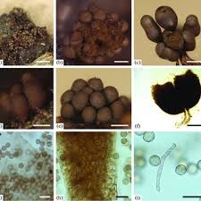 Attēlu rezultāti vaicājumam “Trichia scabra sessile”